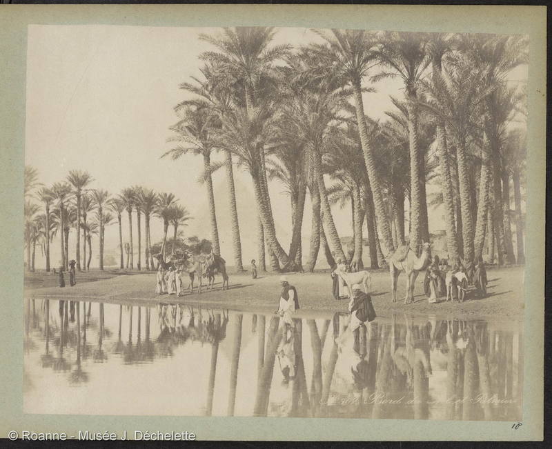 Bord du Nil et Palmiers