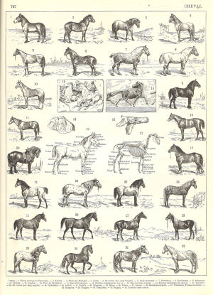 Nouveau Larousse Illustré, nom masculin 