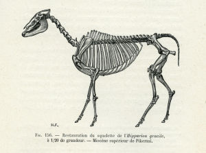 Les enchaînements du monde animal