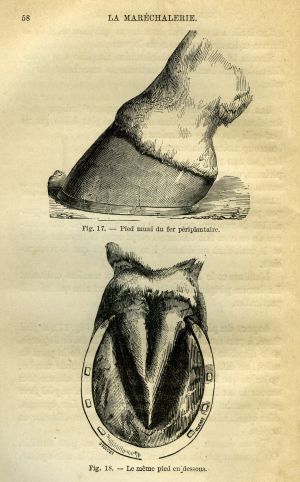 La maréchalerie ou ferrure des animaux domestiques
