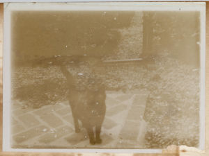 Chat noir dans un jardin